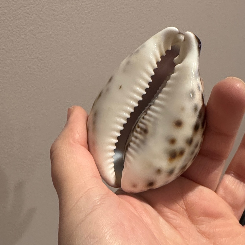 Souvenir Cowrie Shell Decor